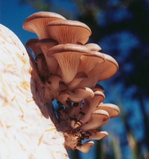 How to make mushroom growing straw blocks