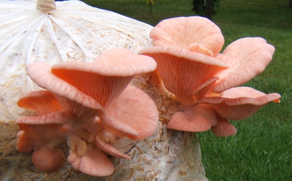 pink oyster mushrooms